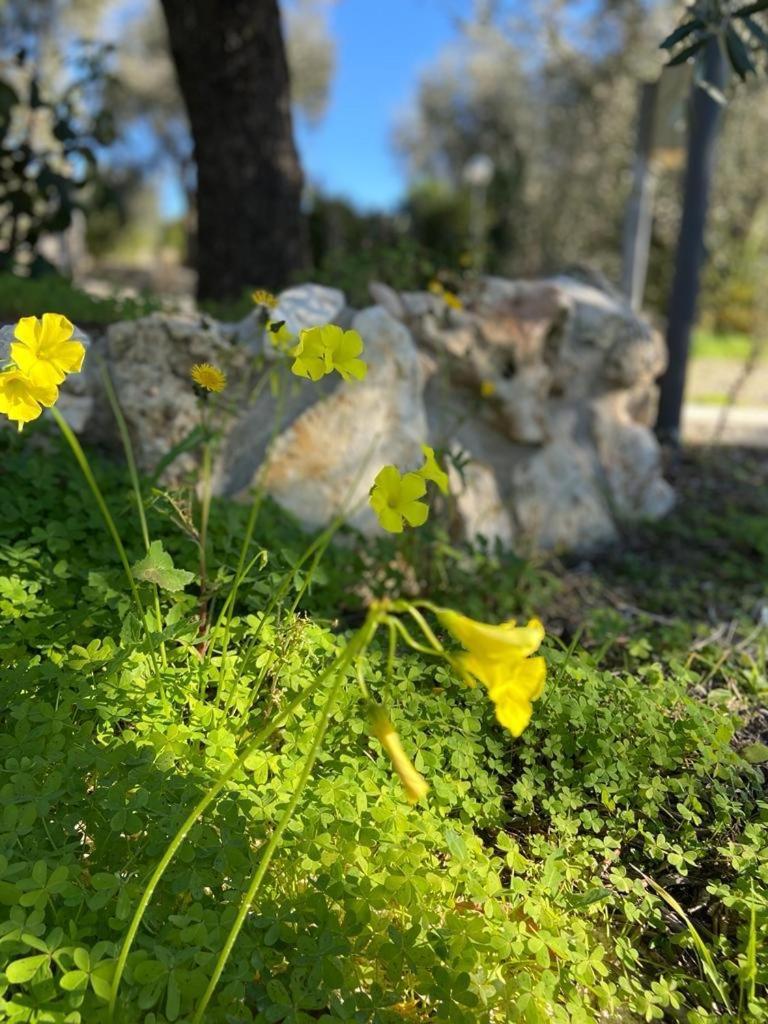 Apartmán Dimora Toma Vieste Exteriér fotografie